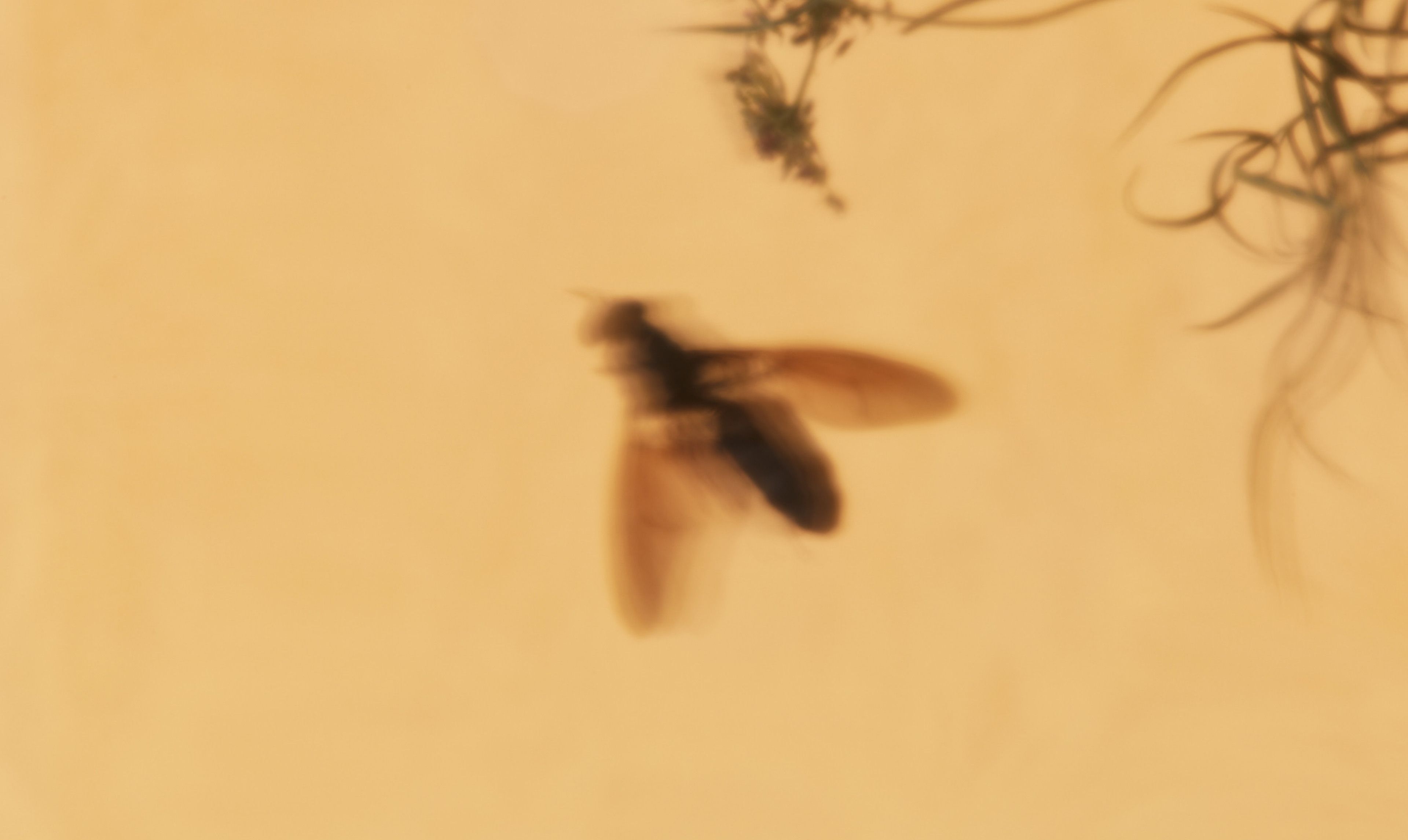 Blurry fly on a yellow background