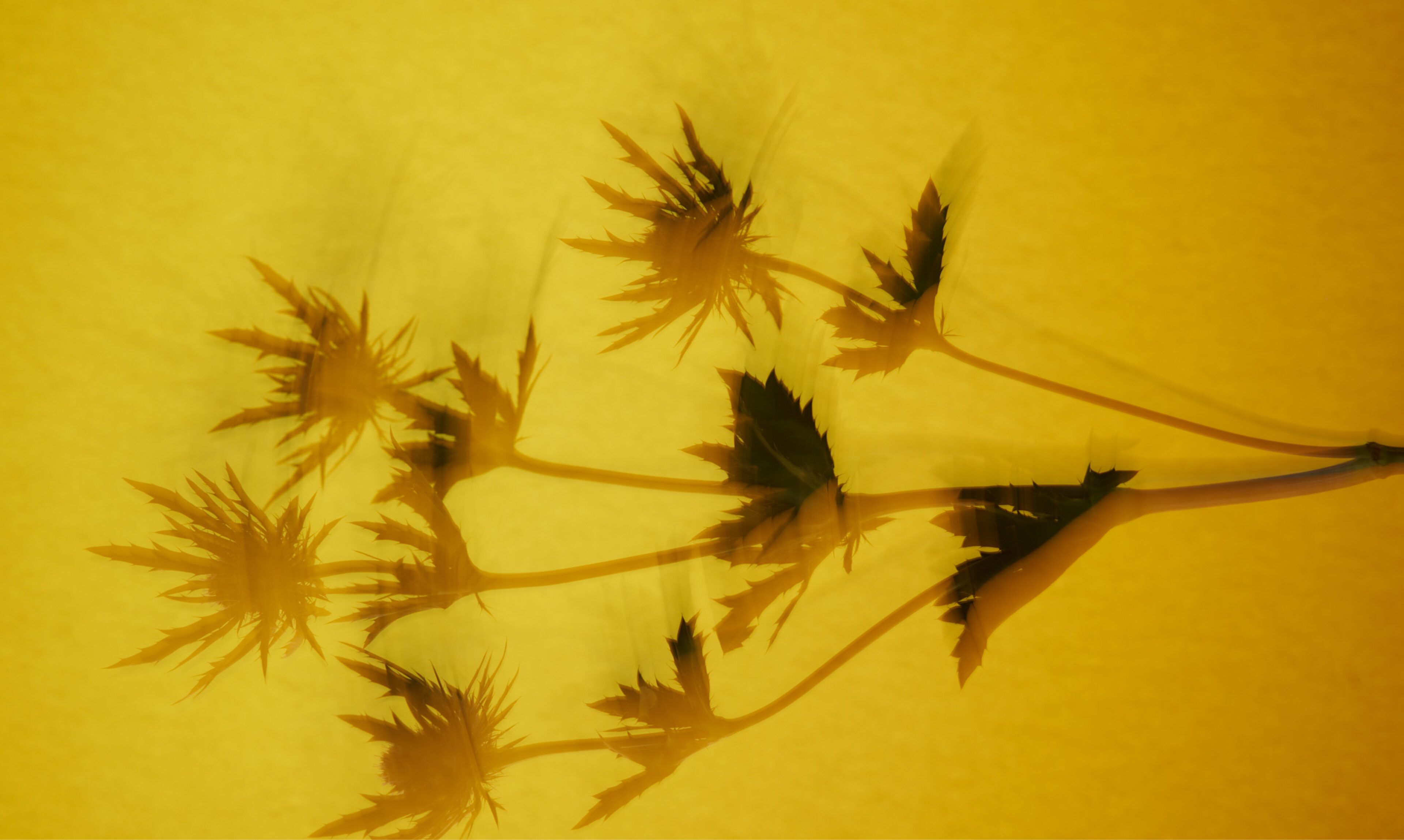 Silhouettes of thorny spiky leaved plants on a yellow background
