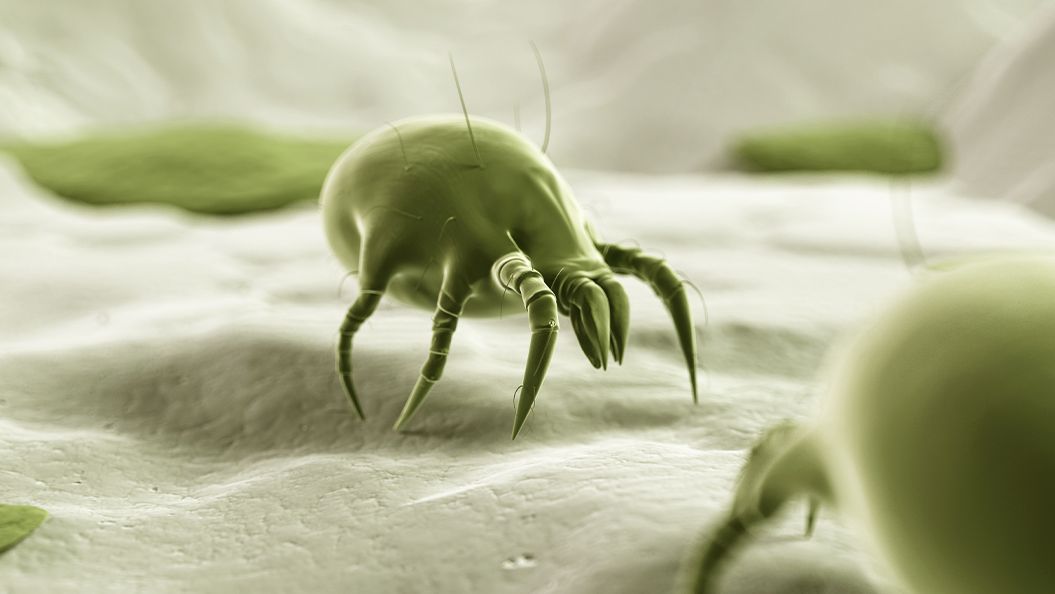 Microscopic view of a dust mite on a surface