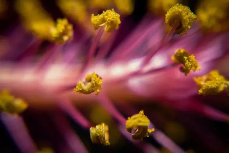 Quand commence la saison des allergies au pollen en Floride? — Vue macro d’un pollen floral vibrant, montrant un des principaux déclencheurs durant la saison.