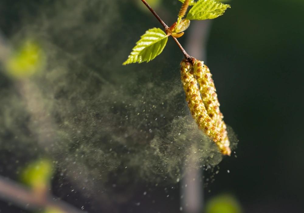 Gros plan sur du pollen se dispersant d’un arbre, symbolisant les allergènes extérieurs qui peuvent s’infiltrer dans la maison.