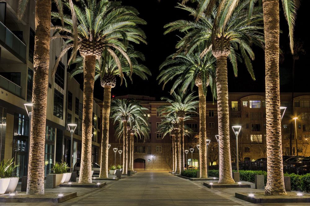 Night view of an illuminated urban walkway lined with tall palm trees and modern buildings