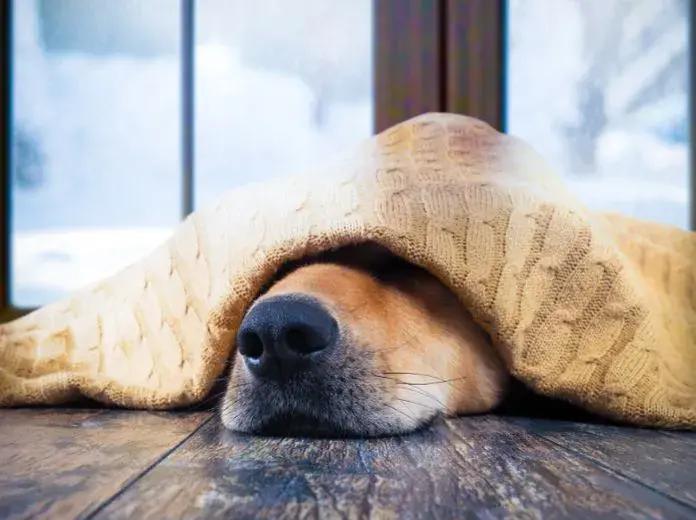 Dog staying warm indoors under blanket during cold winter day.