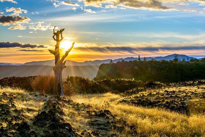 Vue d’un arbre dénudé silhouetté contre un coucher de soleil, avec des rayons de lumière traversant les branches et illuminant l’herbe sèche et le terrain rocheux. La scène capture la beauté du paysage avec des nuages doux dans le ciel.