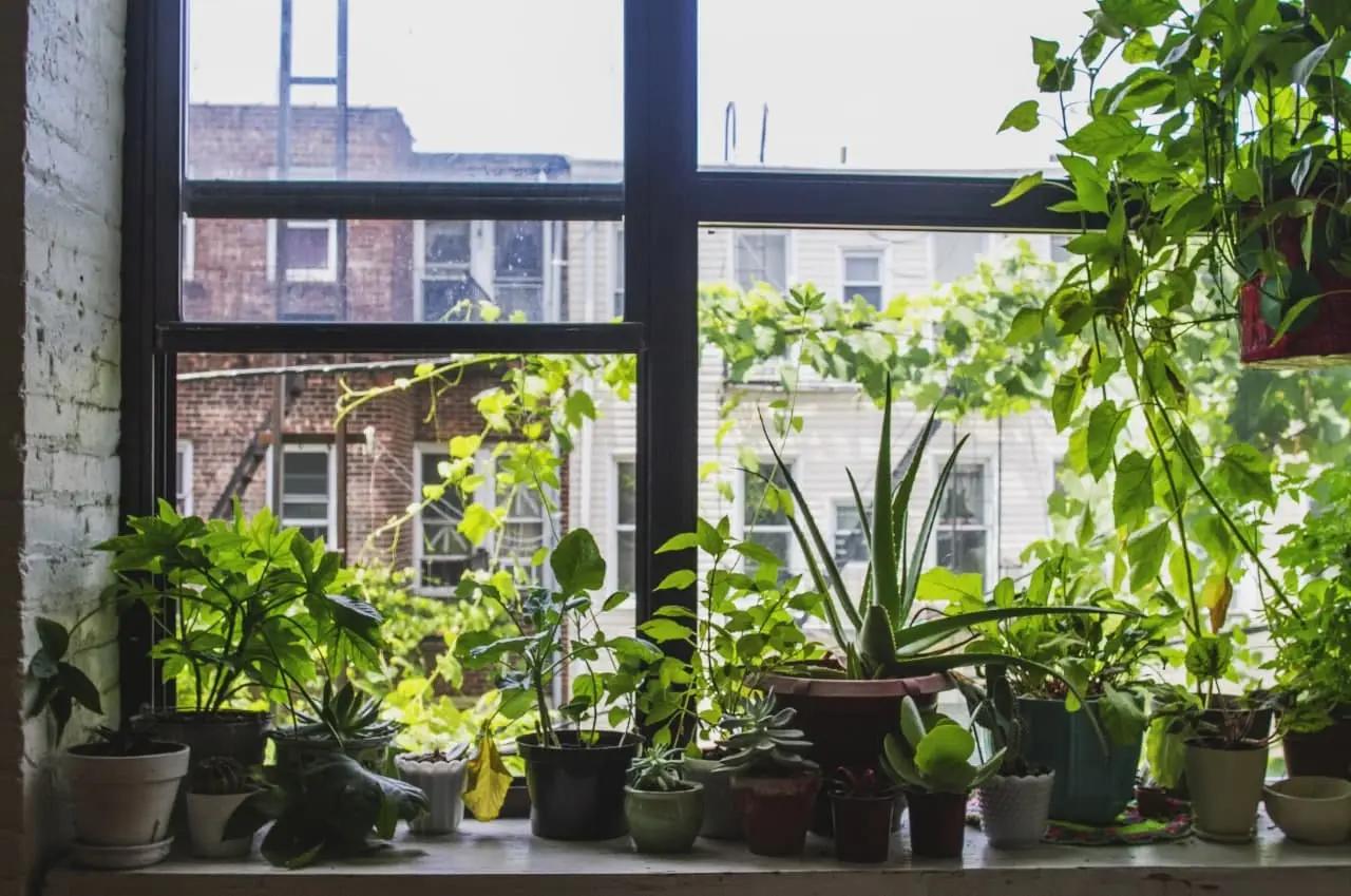 Vue de plantes d’intérieur sur un rebord de fenêtre avec le soleil et des immeubles en arrière‑plan.