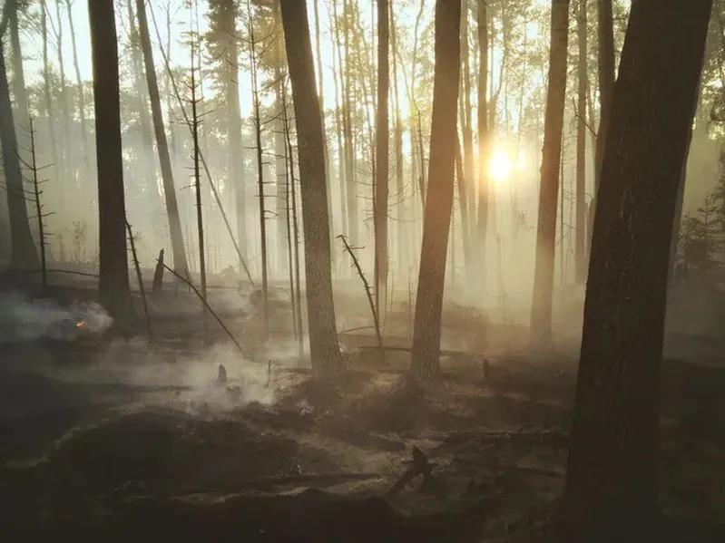 Impact of seasons of smoke and fire - View of forest with smog and smoke