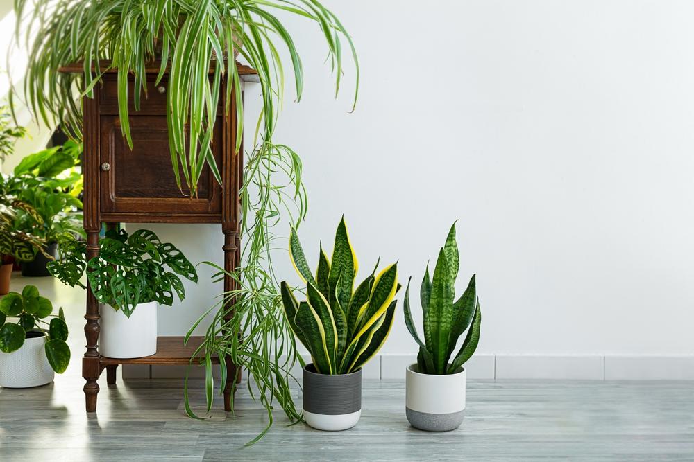 Vue de purificateurs d’air naturels tels que des plantes d’intérieur disposées esthétiquement dans le salon.