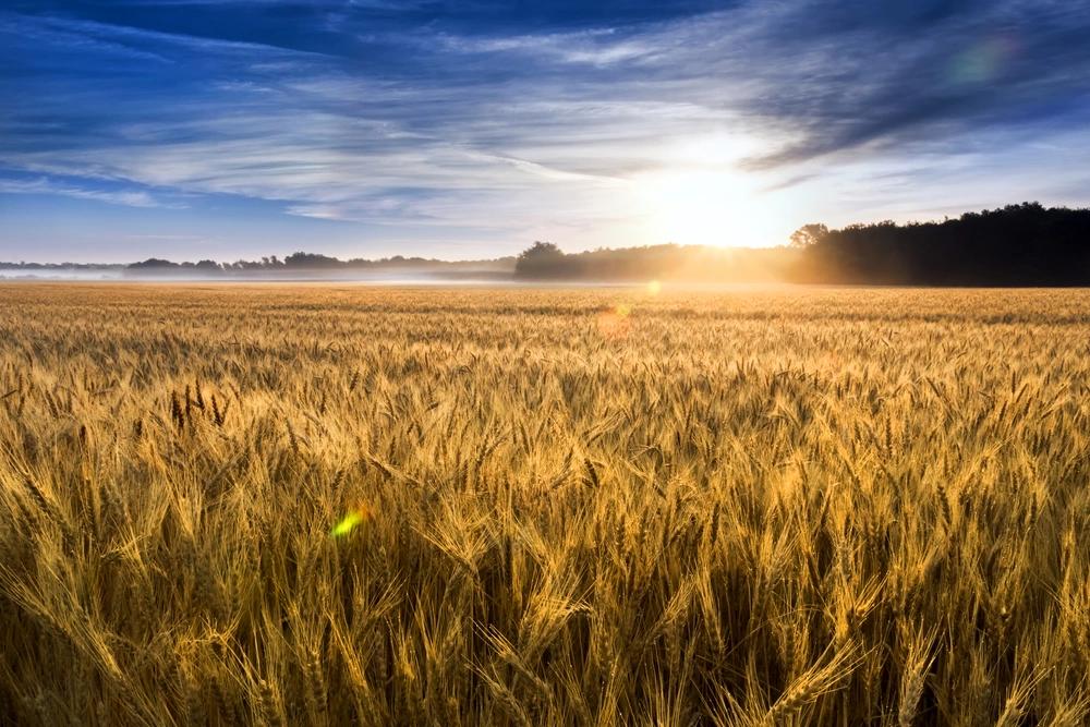 States Where Residents Are Spending the Most on Groceries - Infographics of Golden wheat field at sunrise, symbolizing agricultural states where grocery prices still impact consumers.