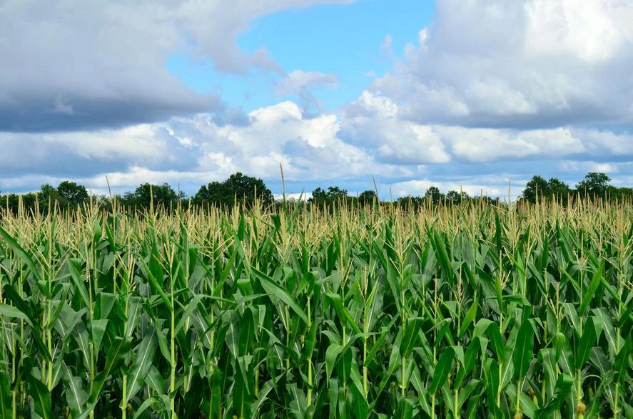 The Hottest City in Every State - Infographics of A cornfield in Liberal, Kansas, under a bright summer sky, representing intense agricultural heat with 73 days above 90°F and 13 days over 100°F annually