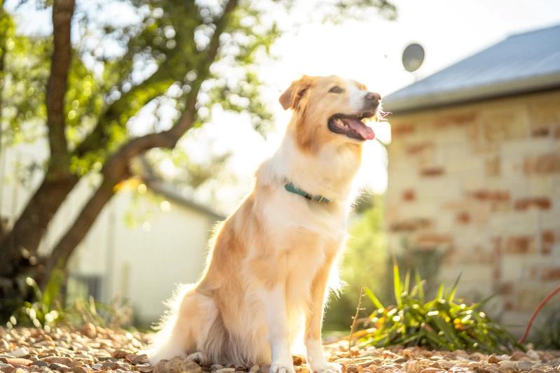 View of a family dog happily enjoying its time outside.