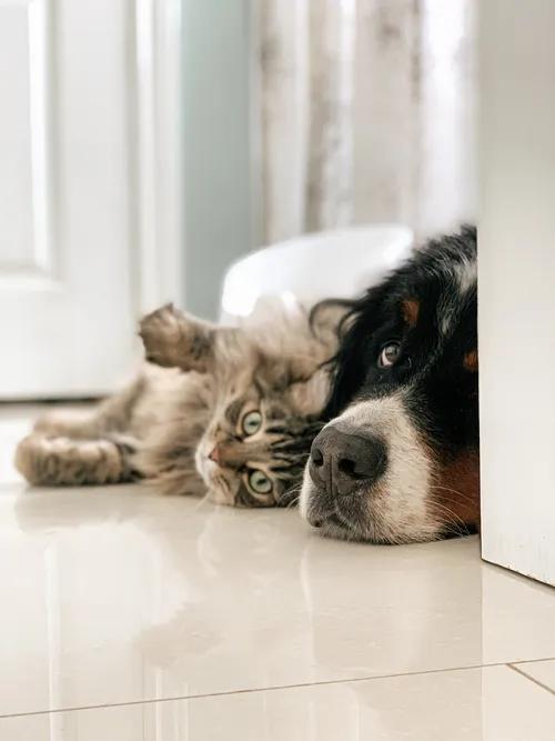 A view of a large dog and fluffy cat relaxing together on the floor indoors, illustrating the need for clean indoor air—why pets need high indoor air quality in shared living spaces.