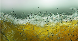 Microscopic view of mold spores spreading on a surface