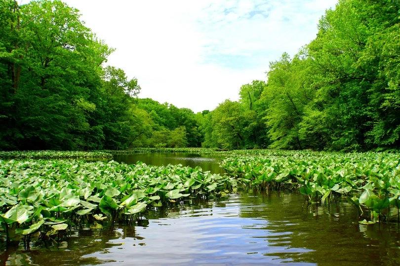 Wetland view with lily pads and forest canopy, representing high-heat, high-humidity environments in southeastern urbanized areas