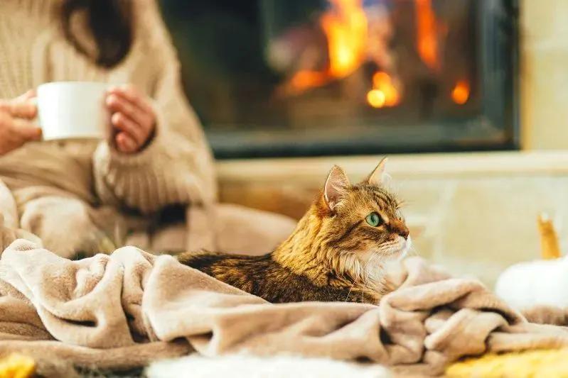 How to See Dust Mites in Your Mattress - image of cozy cat lounging by a warm fireplace.