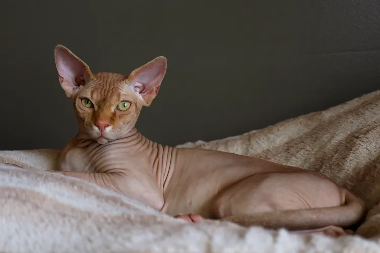 Vue d’un chat Sphynx reposant sur une couverture beige douce, une race hypoallergénique connue pour n’avoir pas de fourrure et représentant une excellente option pour les personnes souffrant d’allergies
