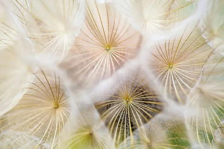 When is Pollen Allergy Season in Florida - View of dandelion seeds dispersing in the air, symbolizing the spread of allergens during pollen season.