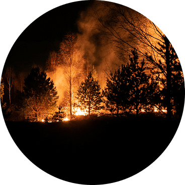 Wildfire burning in a forest