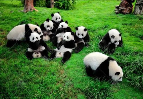 image of Chengdu Research Base of Giant Panda Breeding