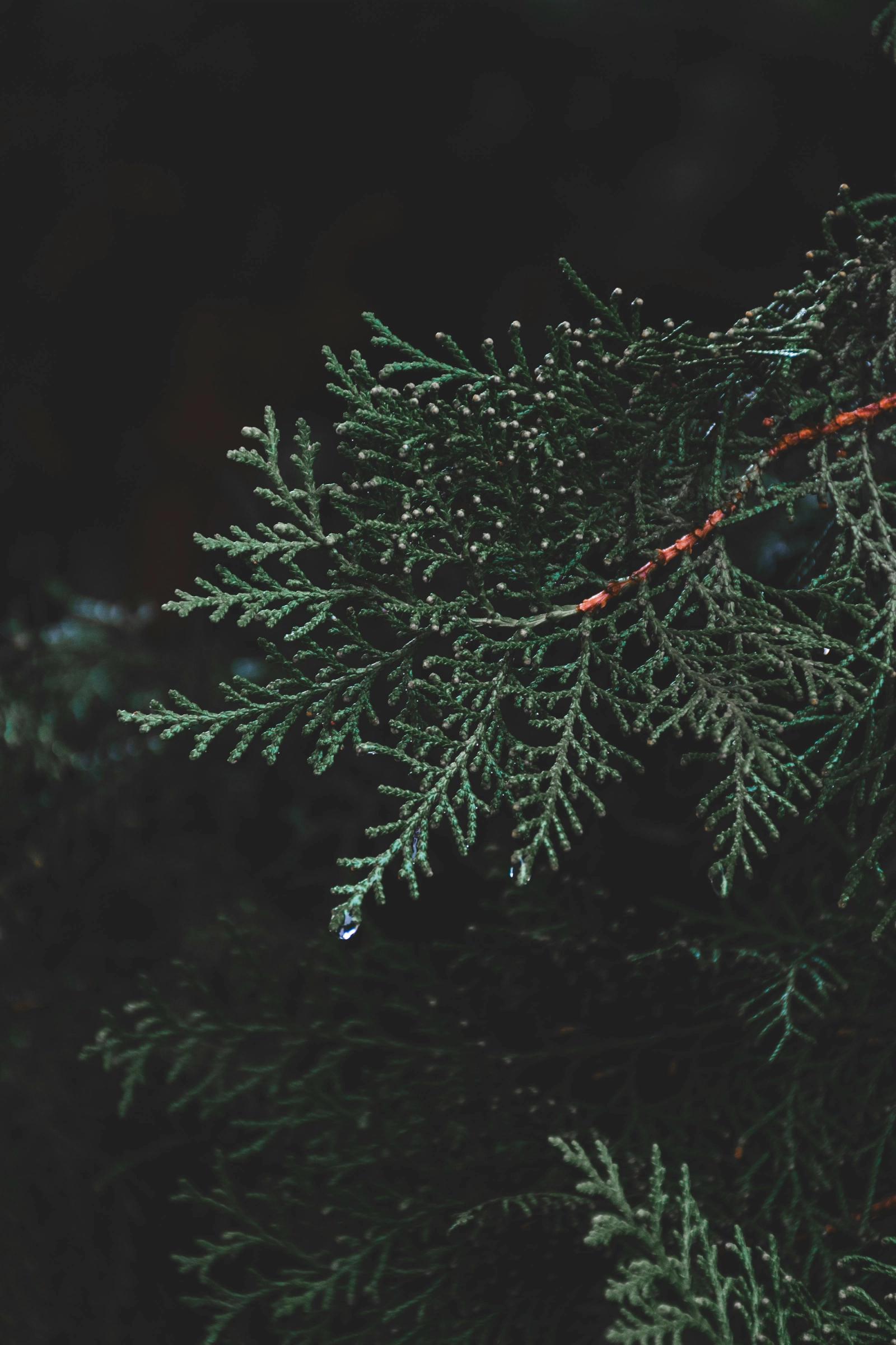 Om at komme igennem december med et gråt julehjerte