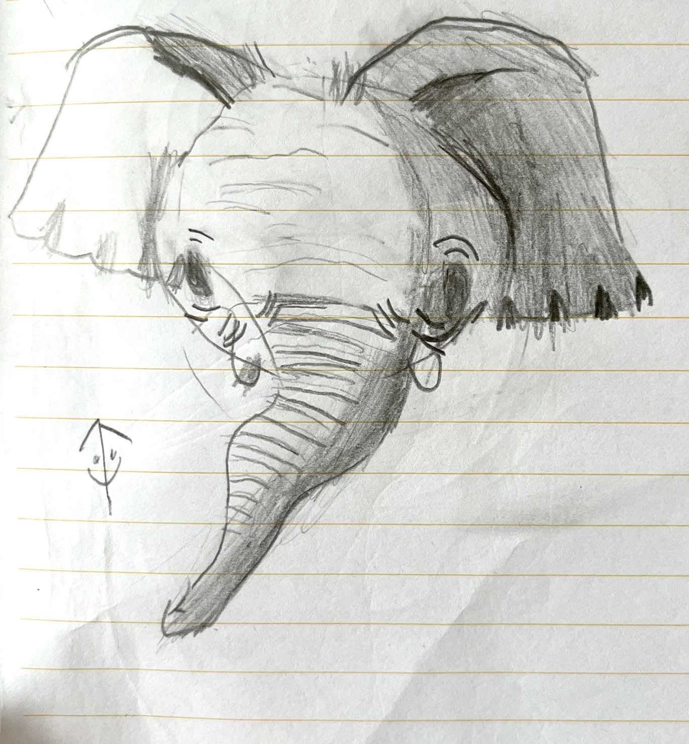 An elephant head