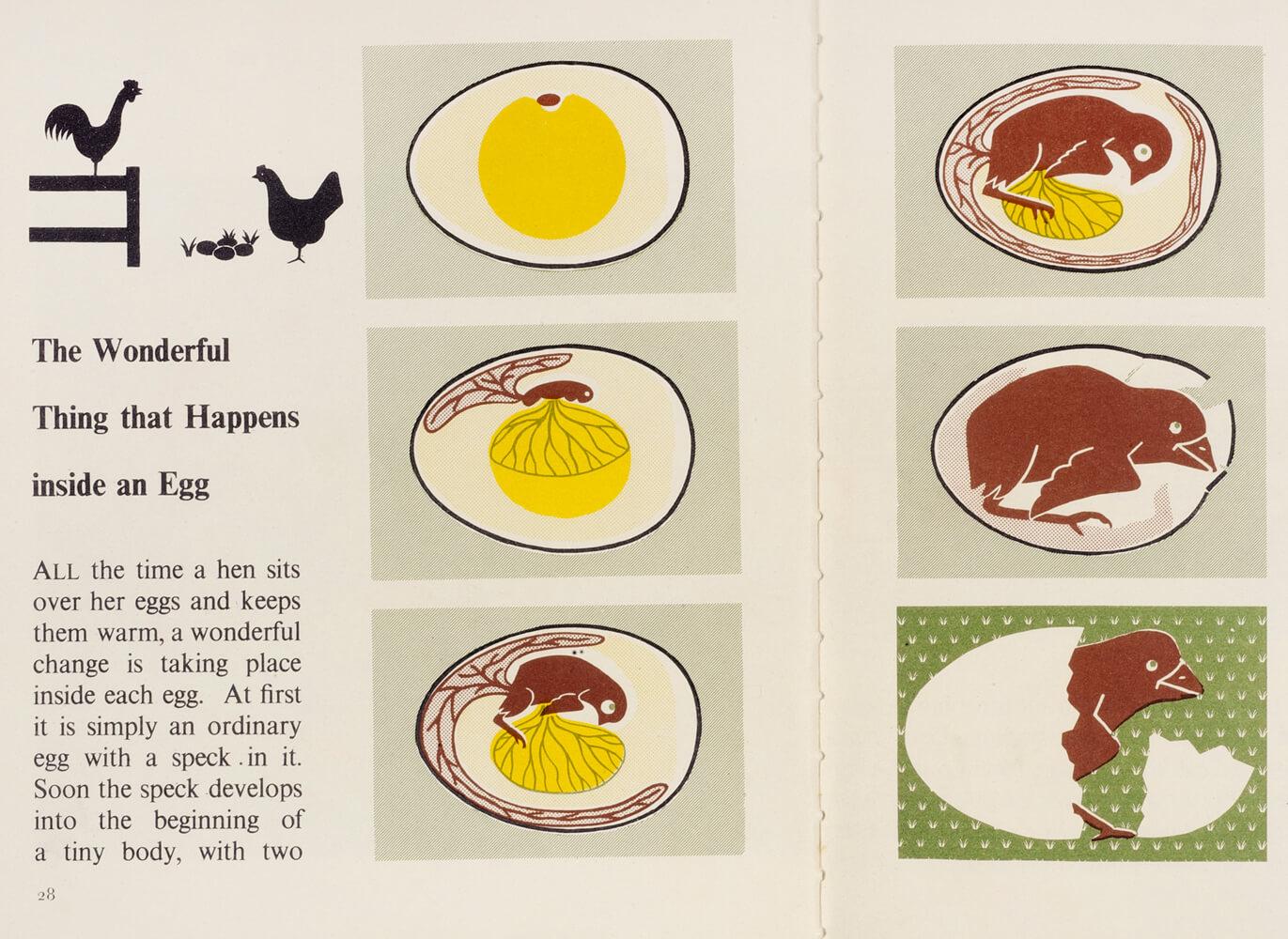 Sequential illustration spread illustrating how a chick develops inside an egg