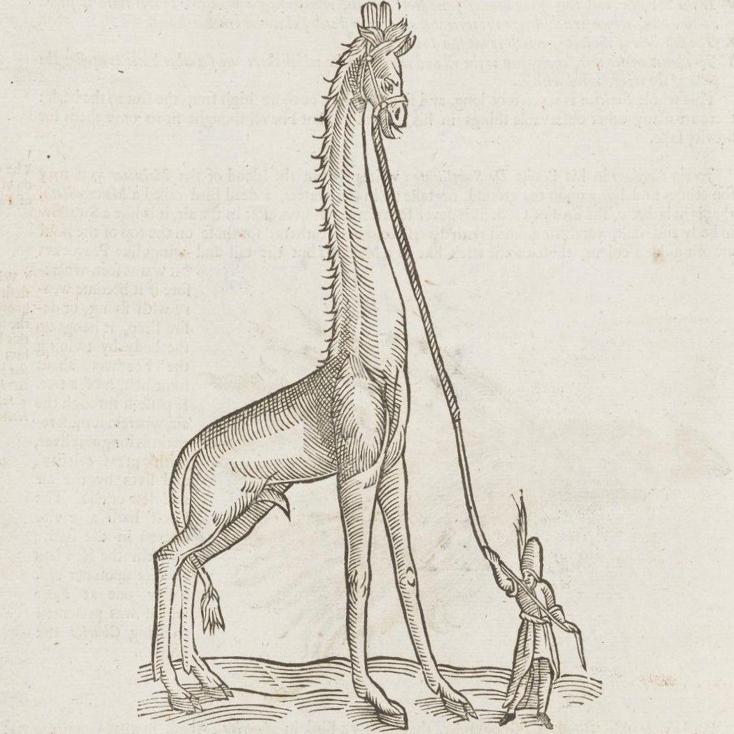Antique illustration of a giraffe with exaggerated length, led by a small human figure holding a long rope.