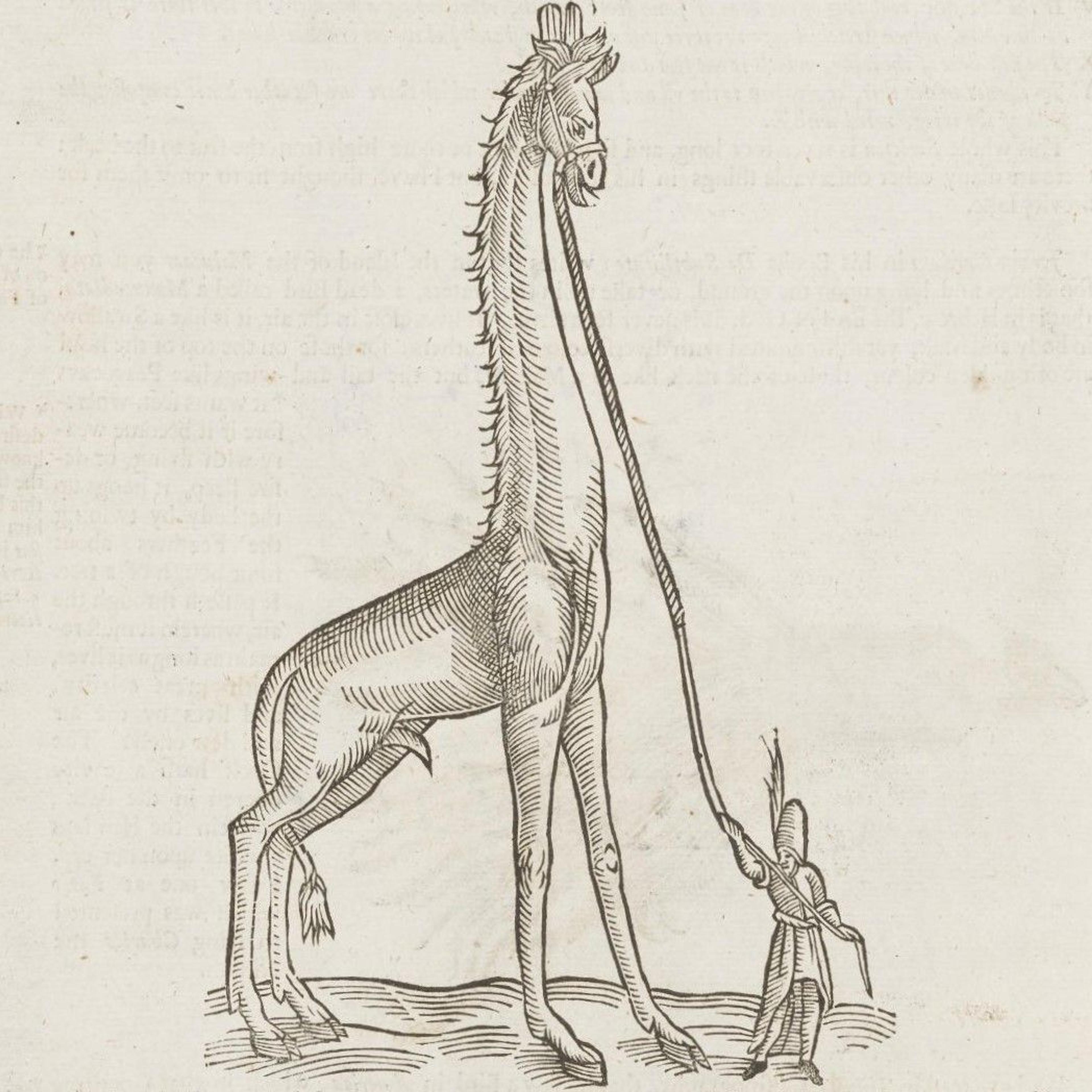Antique illustration of a giraffe with exaggerated length, led by a small human figure holding a long rope.