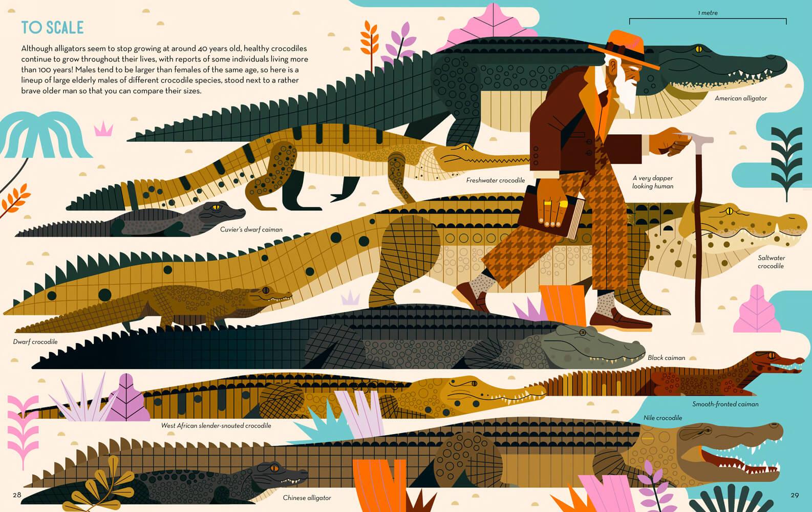 Illustration of crocodiles of different scales