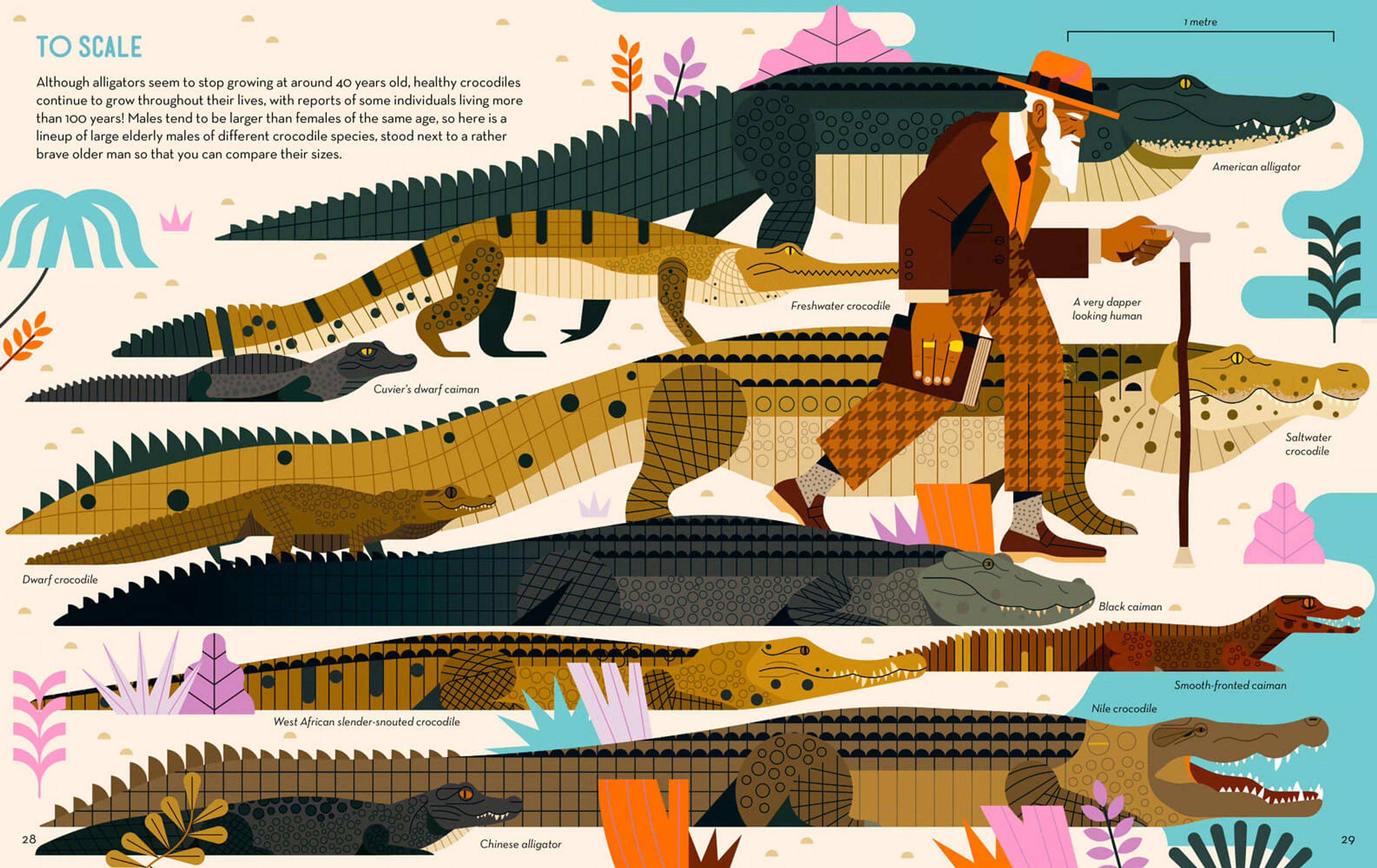 Illustration of crocodiles of different scales