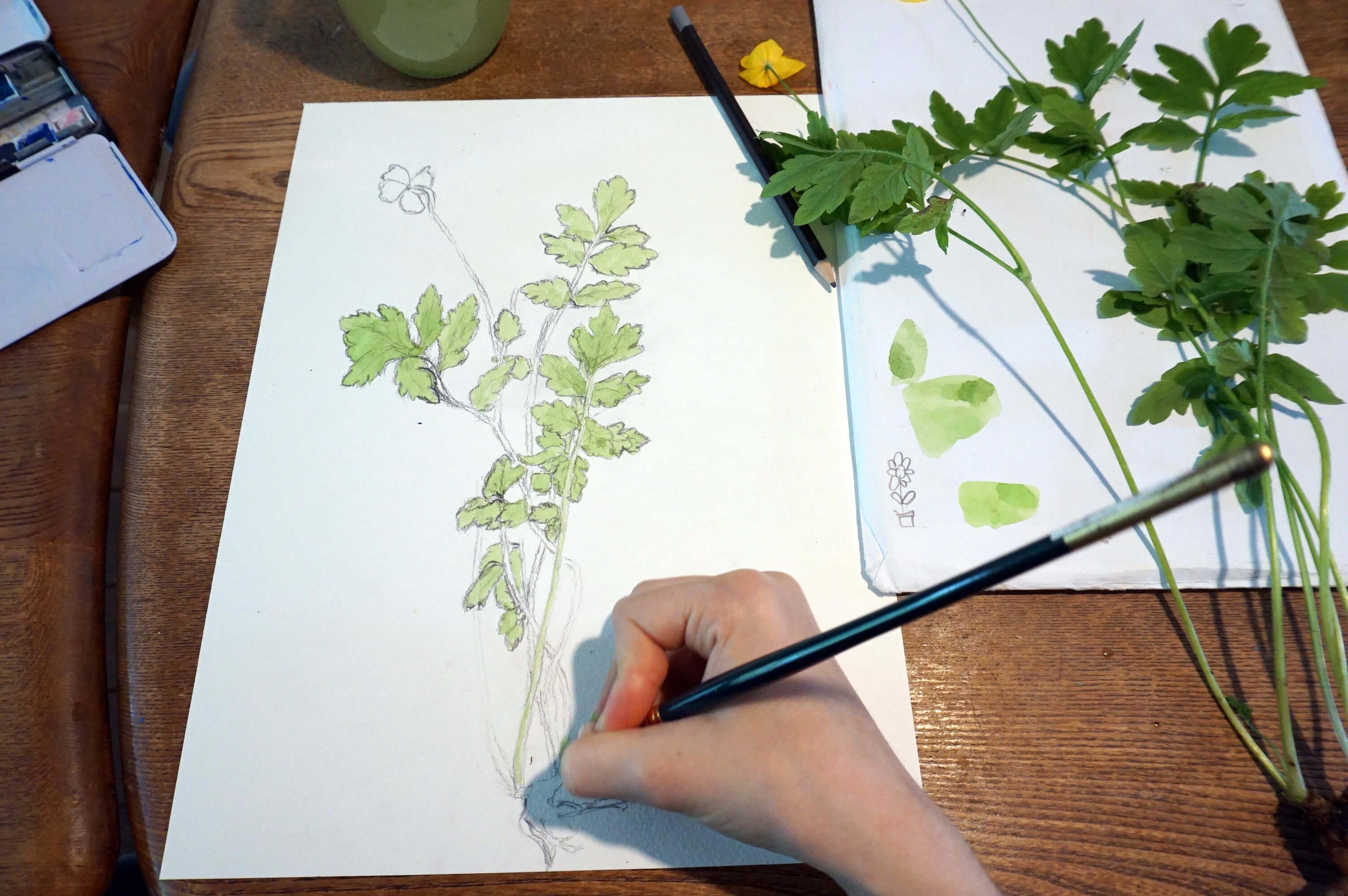 A photograph of a child's hand drawing a plant. The plant being illustrated is placed next to the drawing.