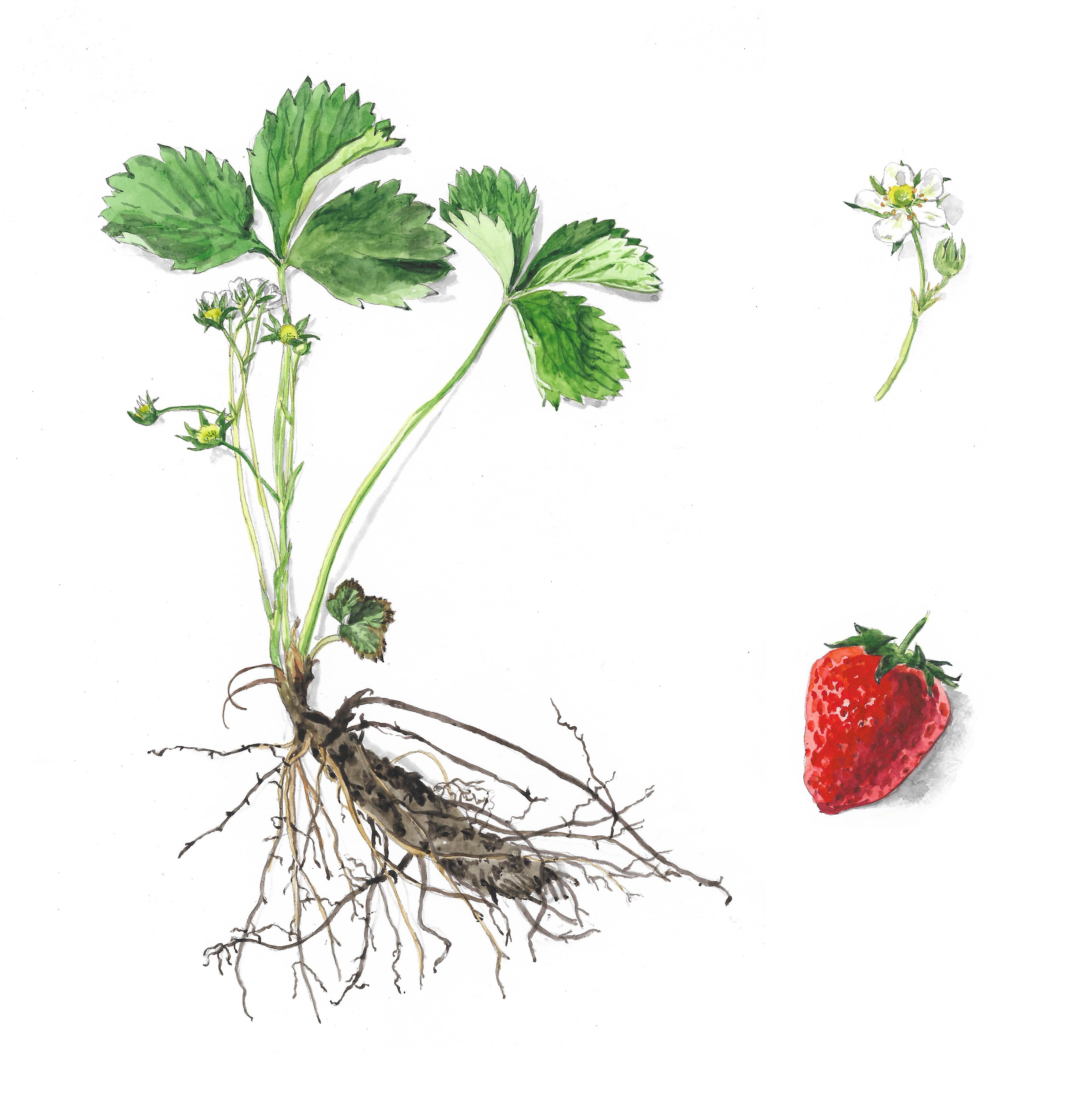 Watercolour illustration of a plant with its roots, along with a strawberry