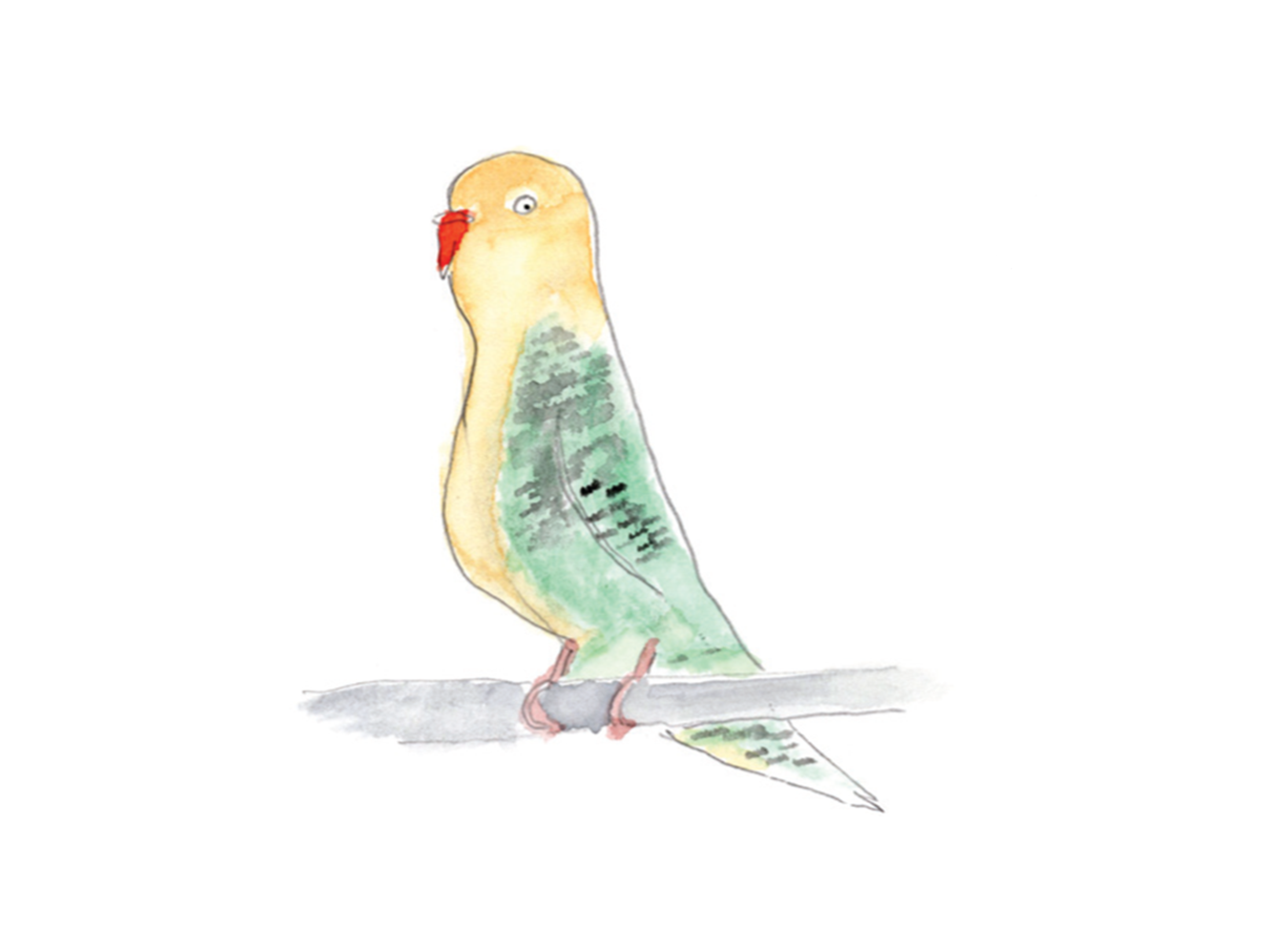 Illustration of a yellow budgerigar perched on a branch