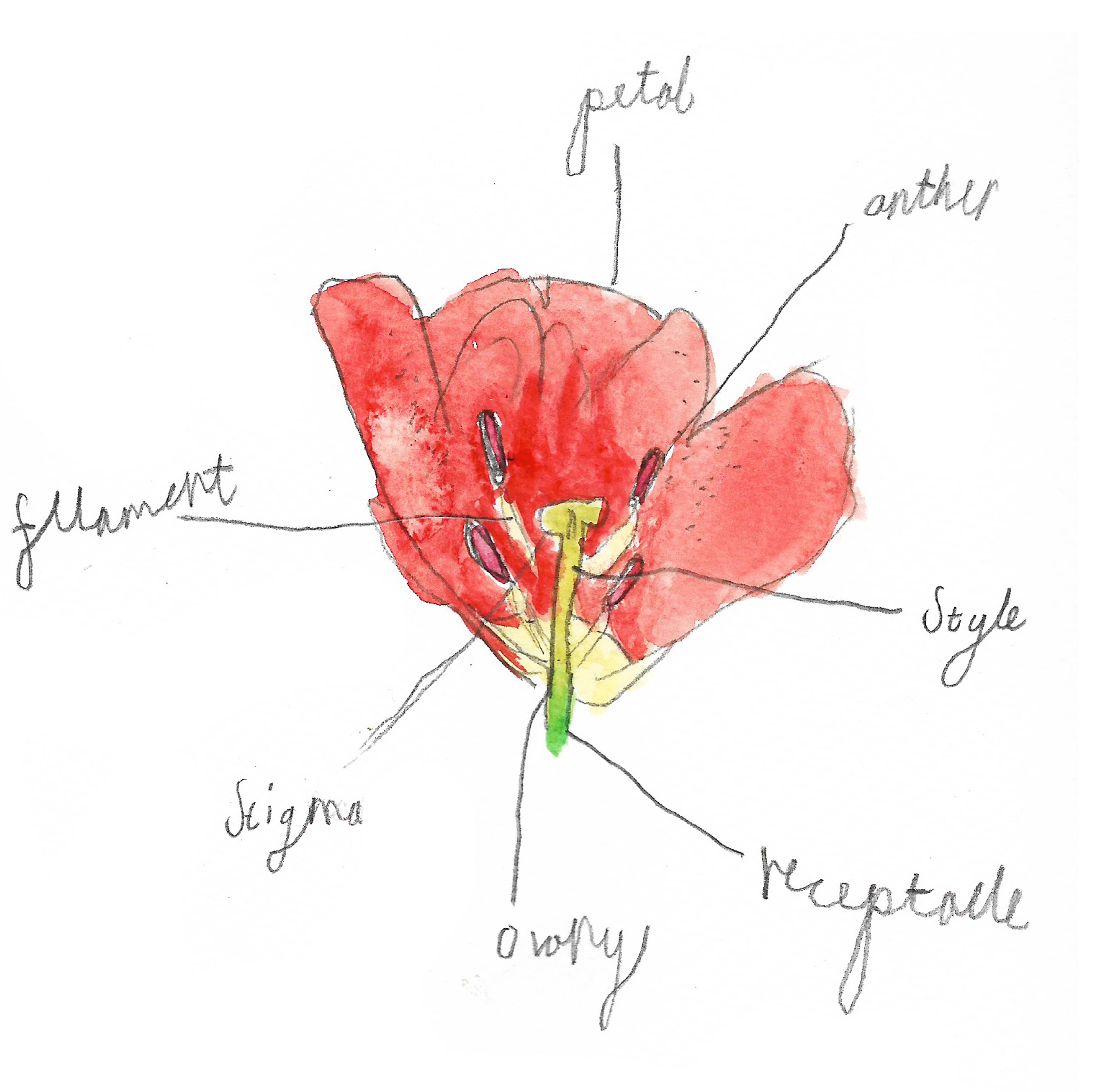 A labelled cross-section of a red flower, painted using watercolour