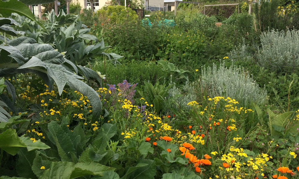Lush, vibrant community garden with large, textured green leaves in the foreground, surrounded by a dense mix of yellow, orange, and purple wildflowers and various green plants.