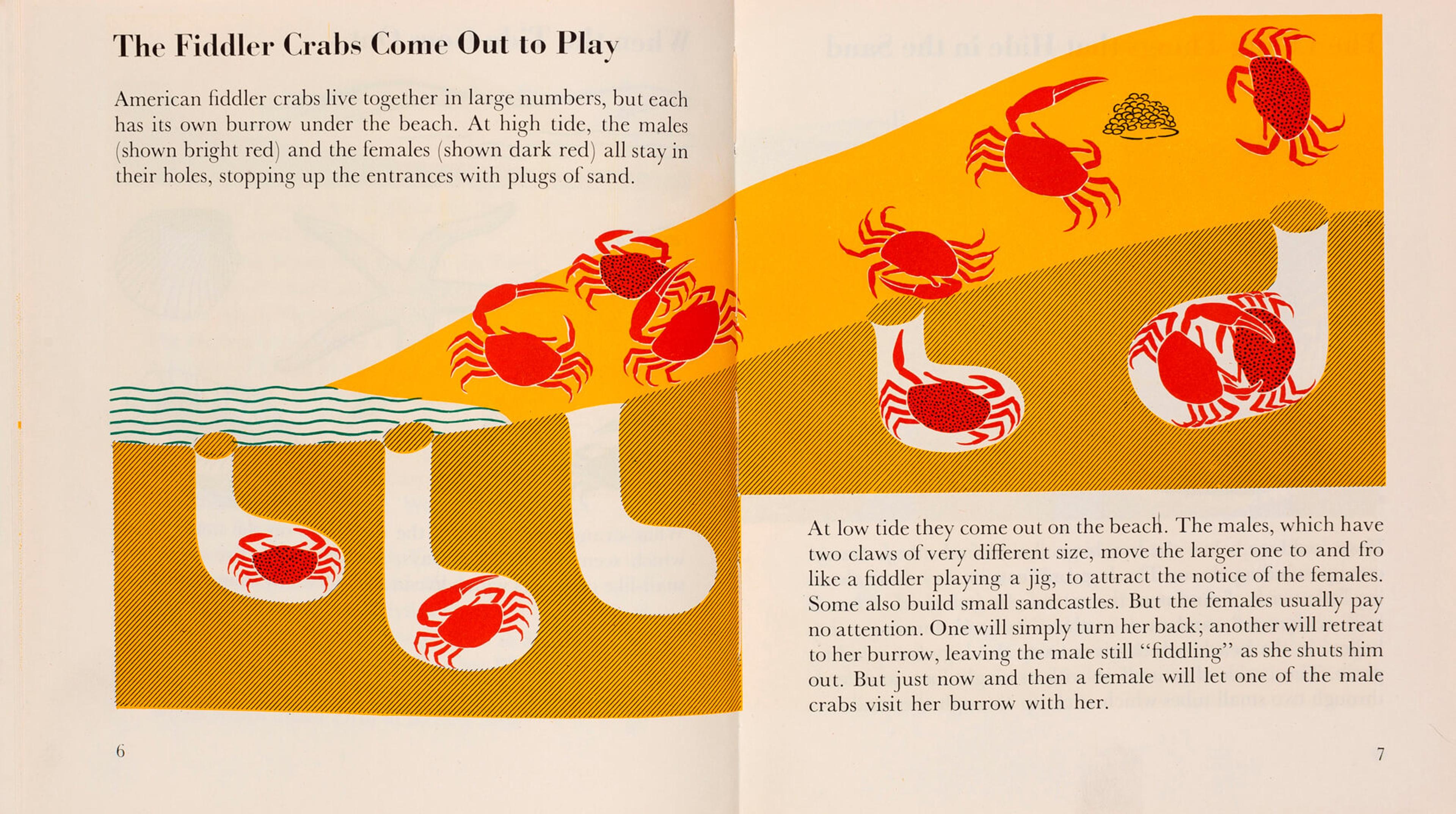 Picture book spread describing the habits of fiddler crabs, accompanied by brightly-coloured pictures illustrating the text 