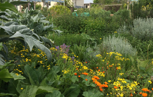 Lush, vibrant community garden with large, textured green leaves in the foreground, surrounded by a dense mix of yellow, orange, and purple wildflowers and various green plants.