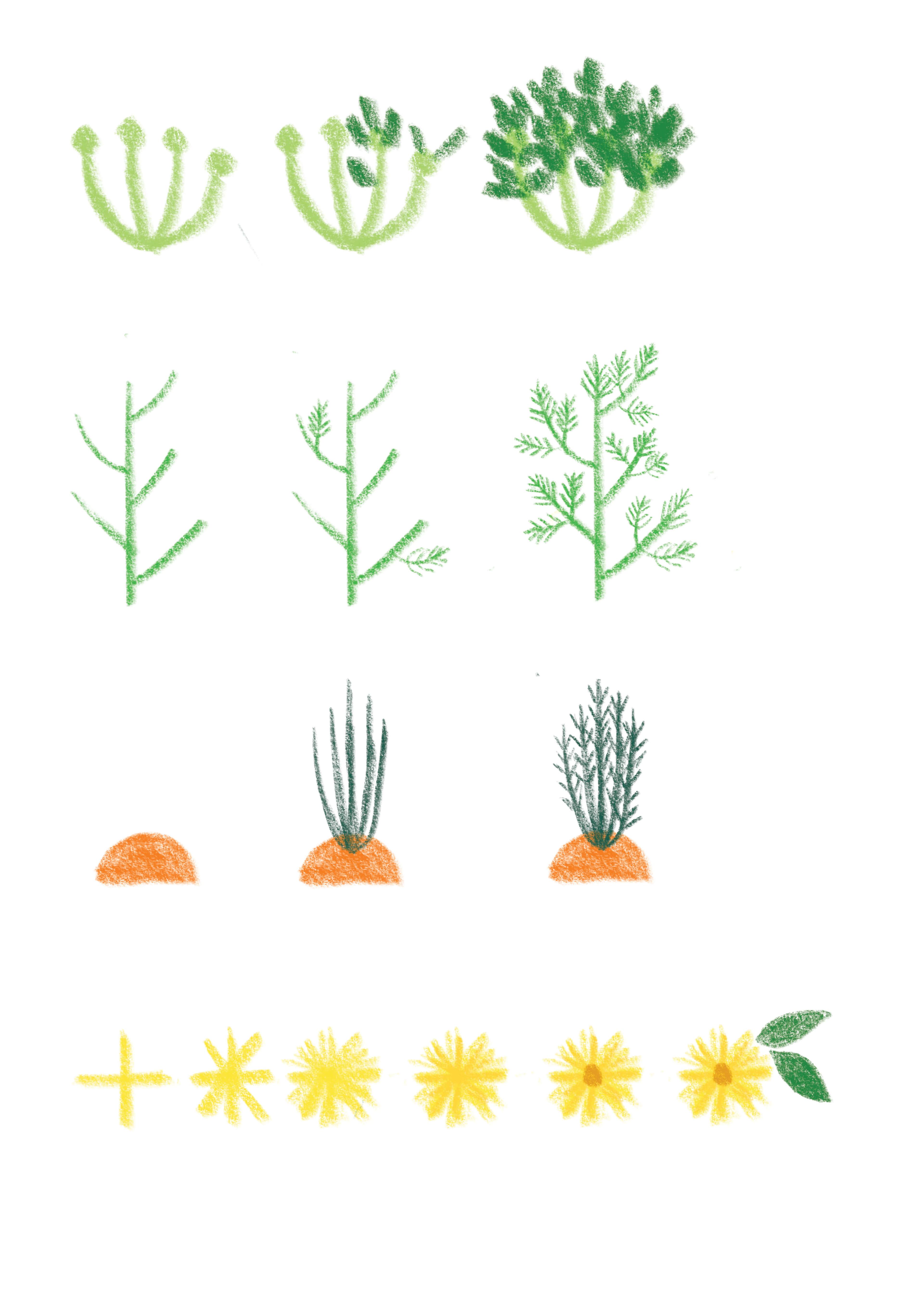 Illustration of plants growing step-by-step