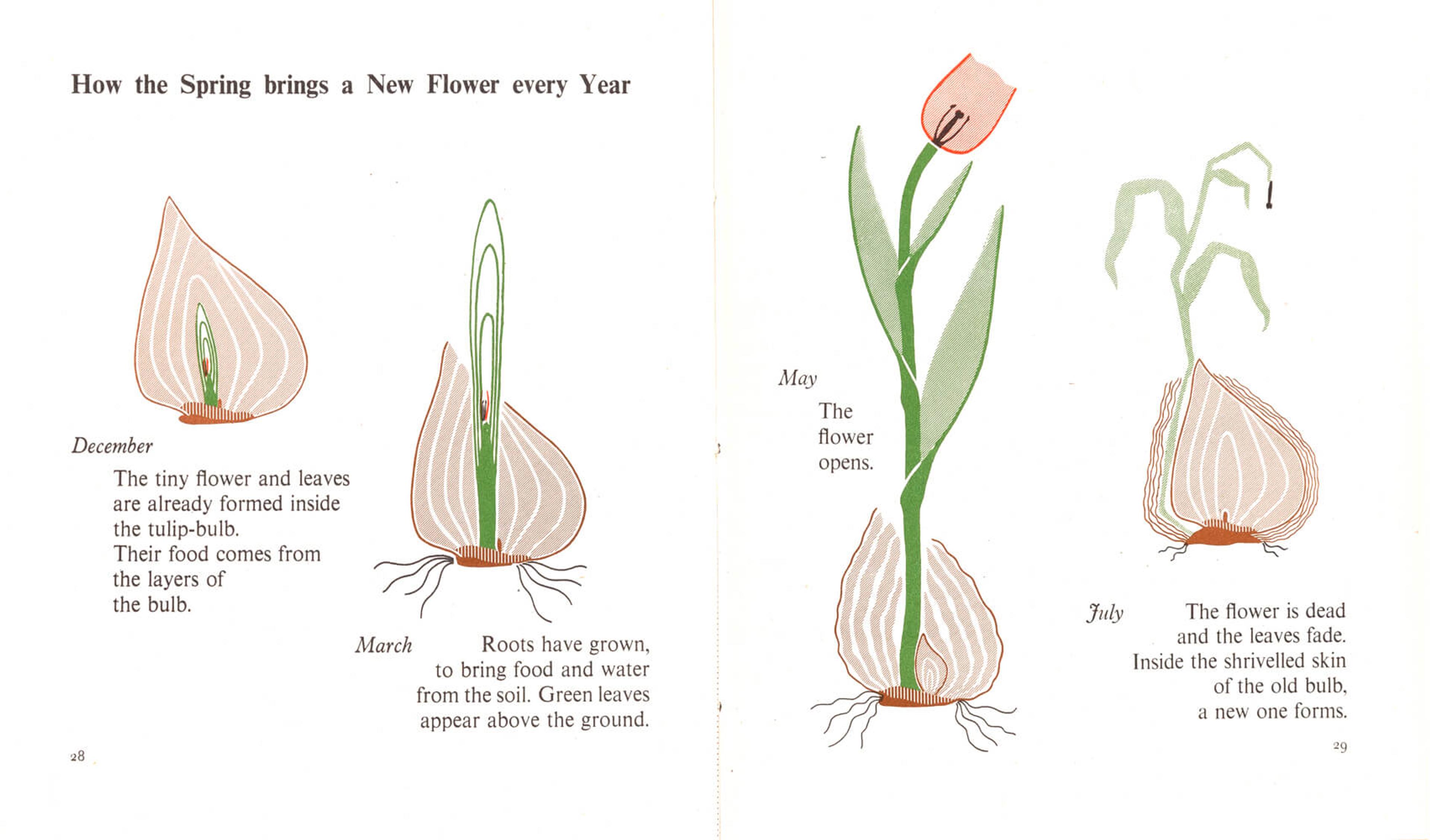 Sequential illustration of how tulips bloom from bulbs