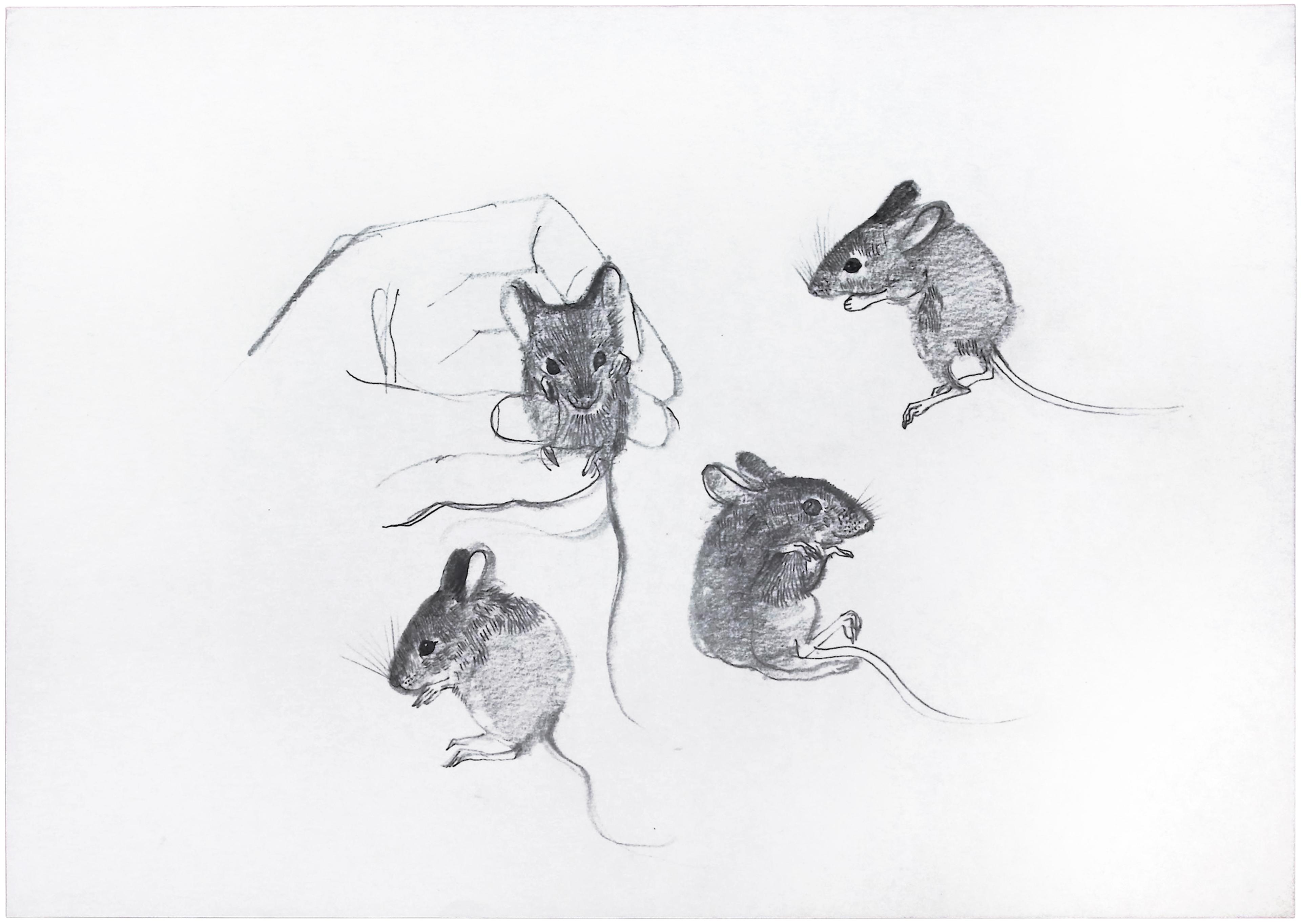 Black and white sketches of four mice, one being held in a human hand