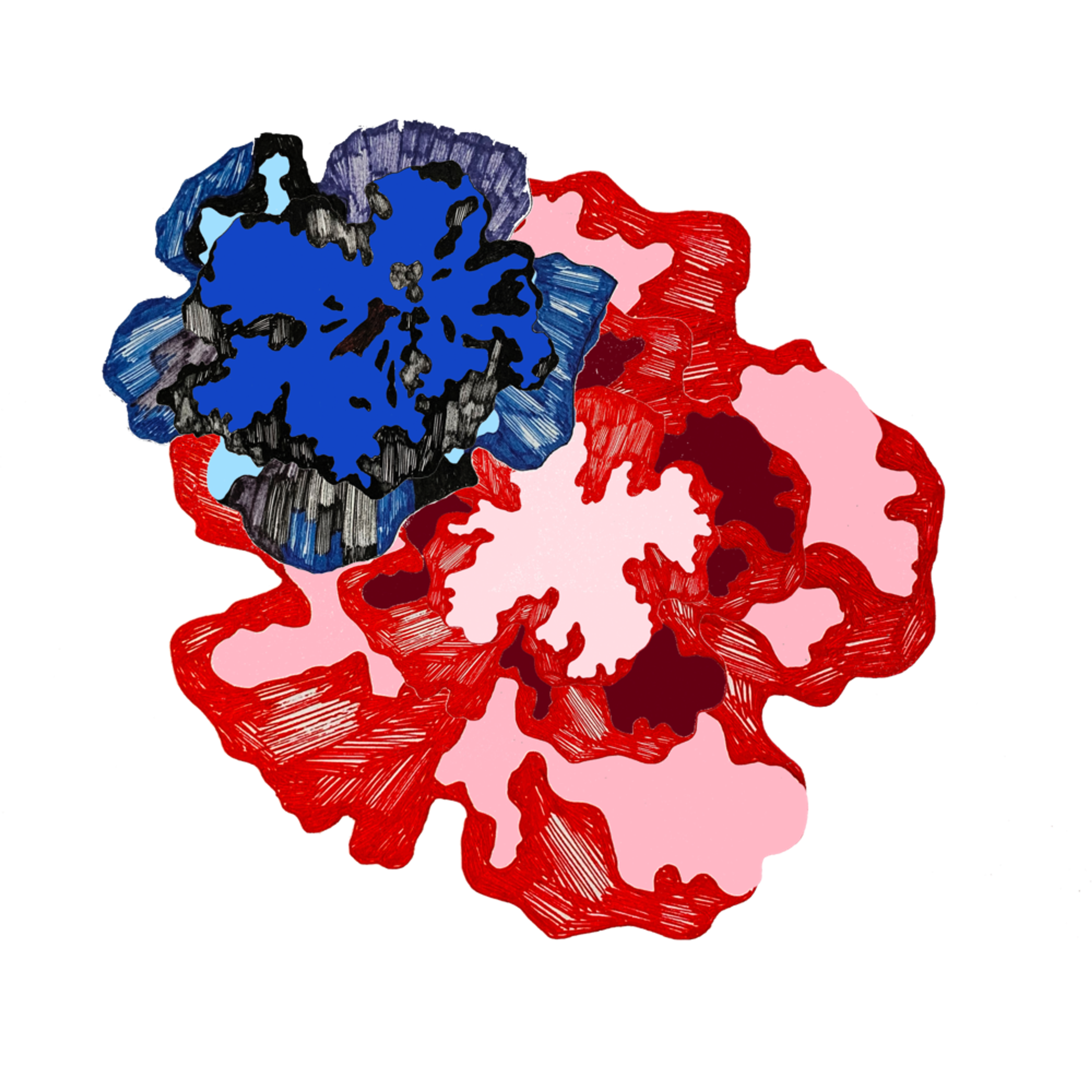 Abstract illustration of two flowery shapes, one in red and one in blue.
