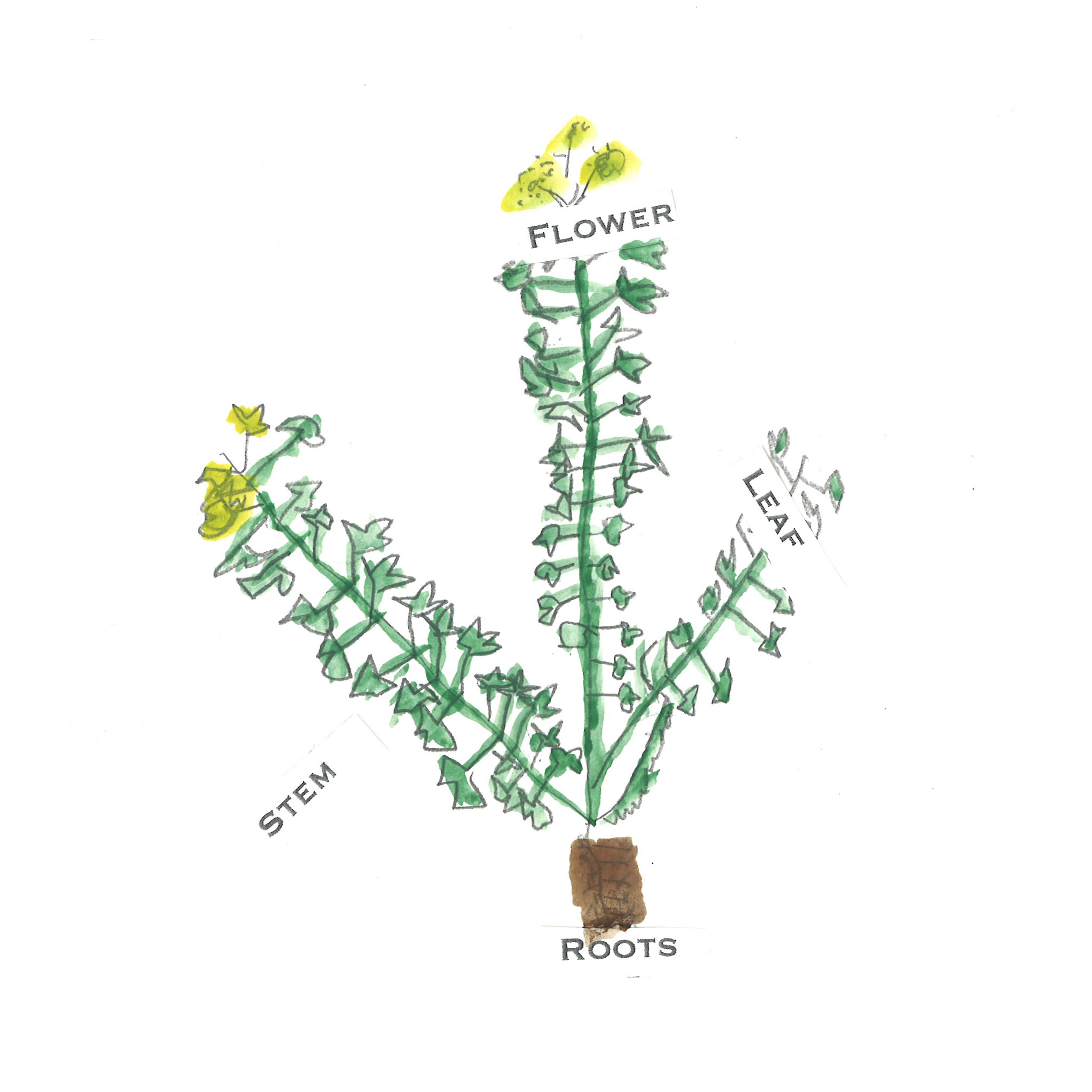 Illustration of a plant with yellow flowers. The stem, roots, leaves and flowers have been labelled.