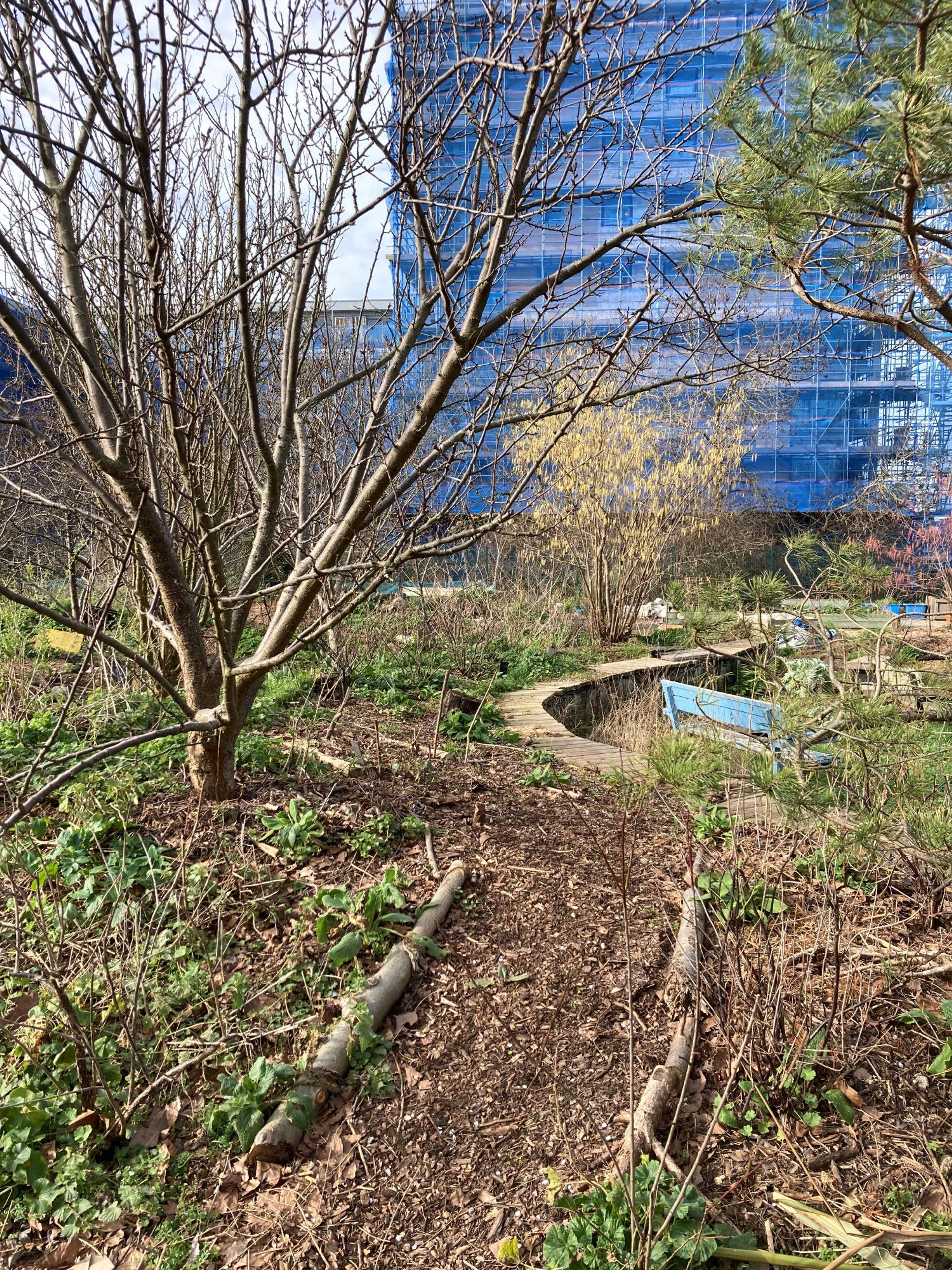 A bark pathway in an urban garden