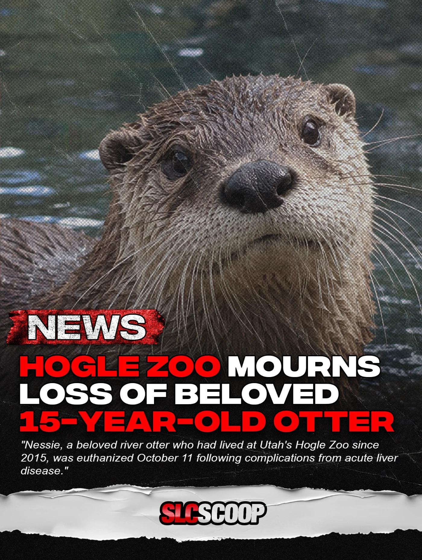 hogle zoo mourns loss of beloved 15-year-old otter | SLC Scoop