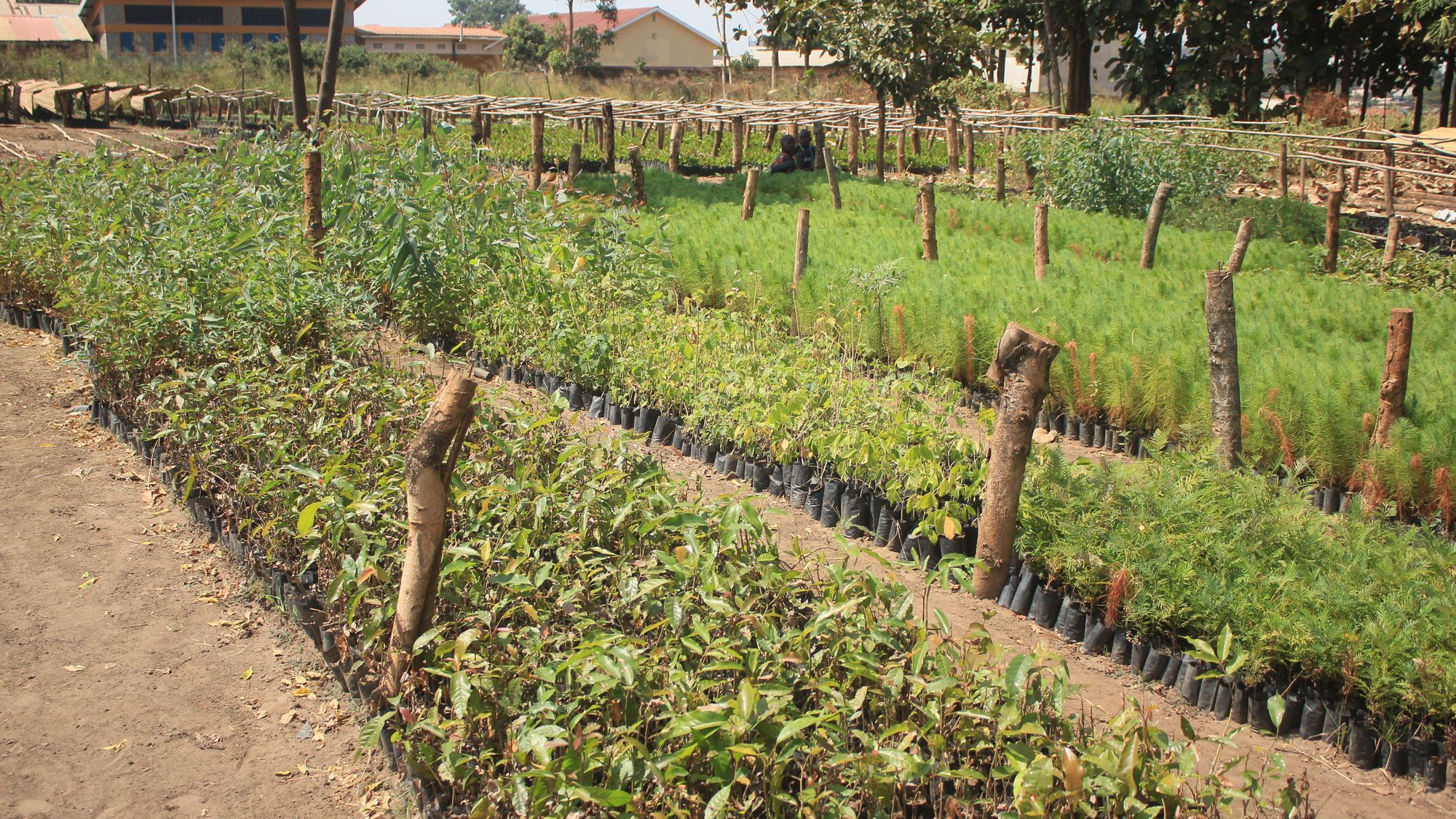 Efforts by NFA, Gulu to raise tree seedlings to restore the depleted trees. - iRoom