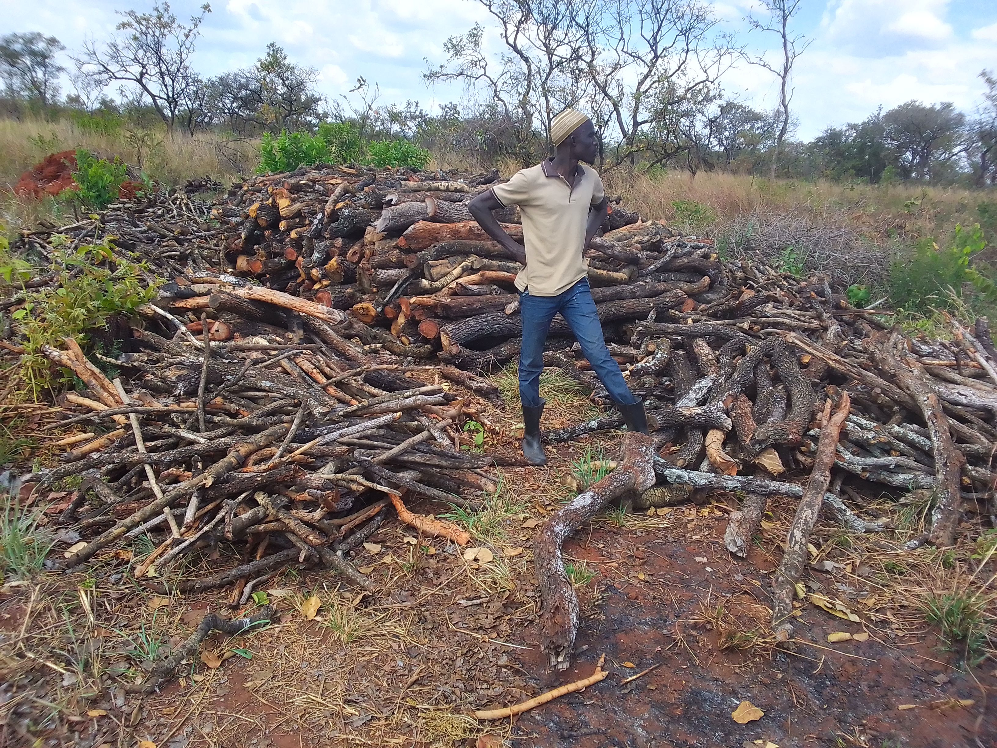 Mr Ramadan Odoch, Chairman LC I Ruga Ruga Village show trees cut down ready for burning into charcoal Photo by Okello Jesus Ojara  - iRoom