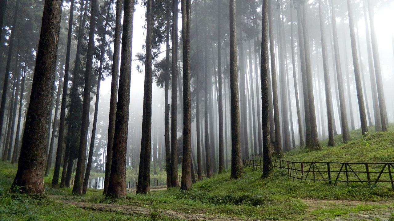 Experience the serene beauty of misty Tukdah Forest with towering pines and tranquil fog.