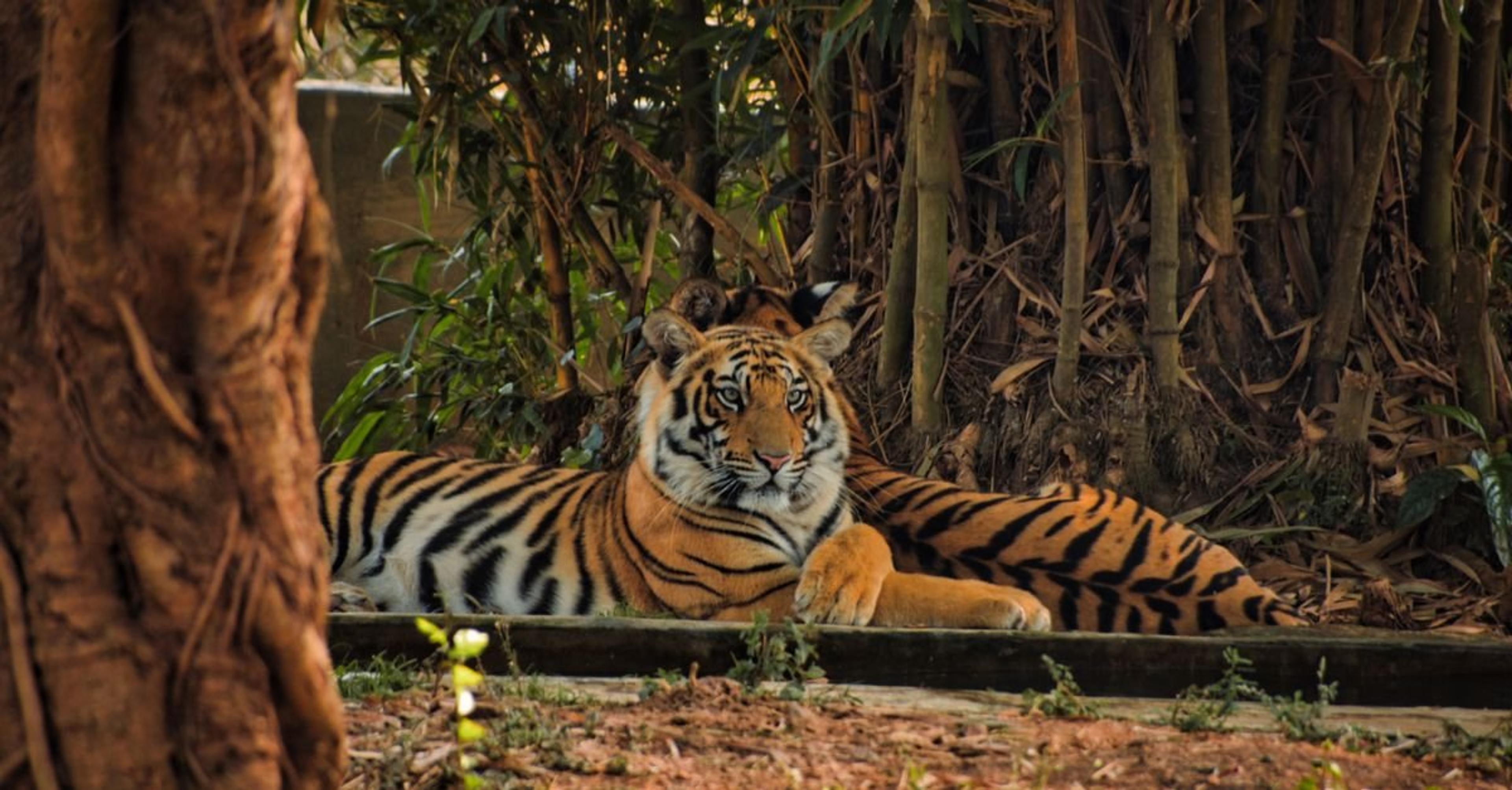 A Bengal tiger relaxing amidst the lush greenery of an Indian forest.