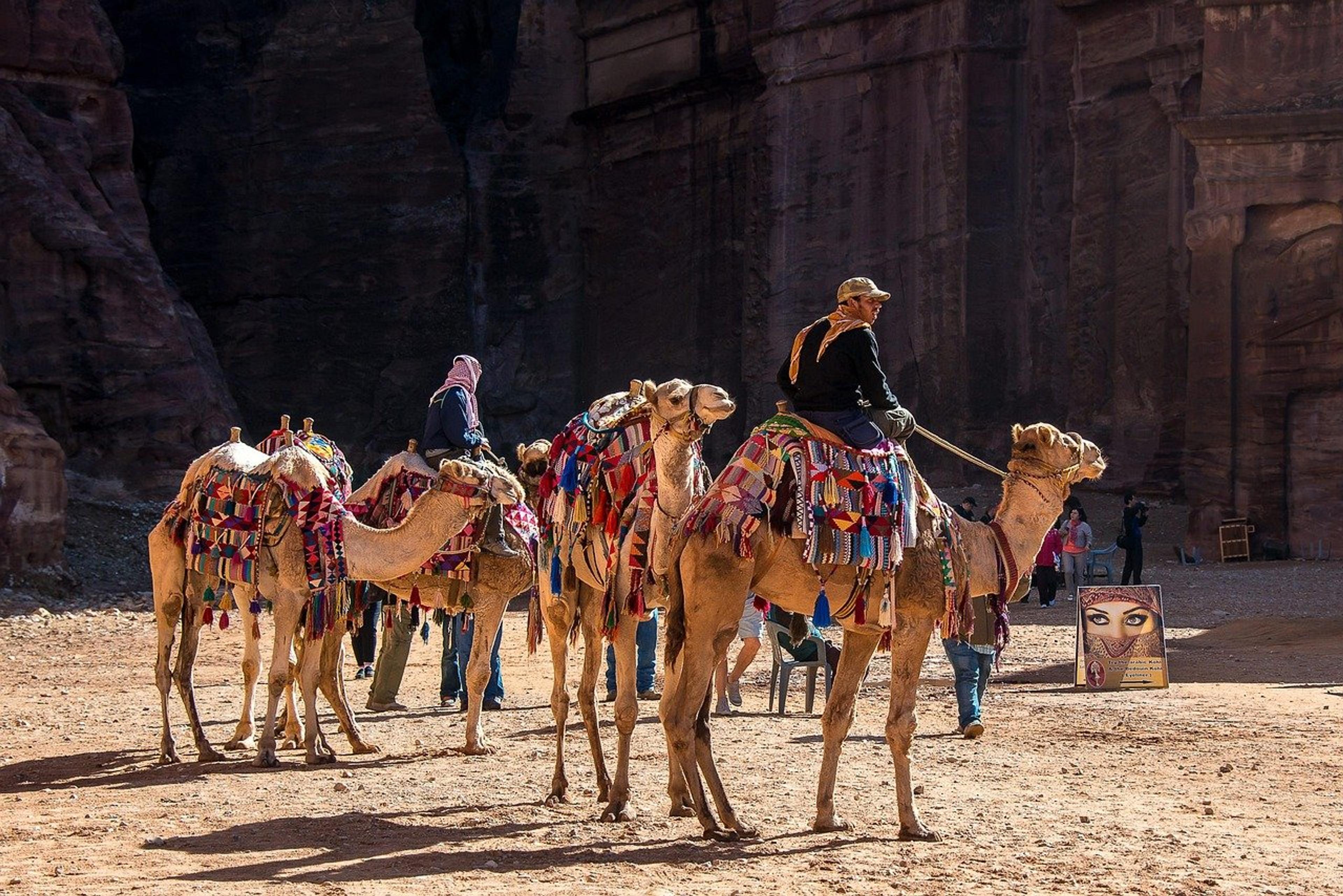 Camels in the desert at Petra, Jordan