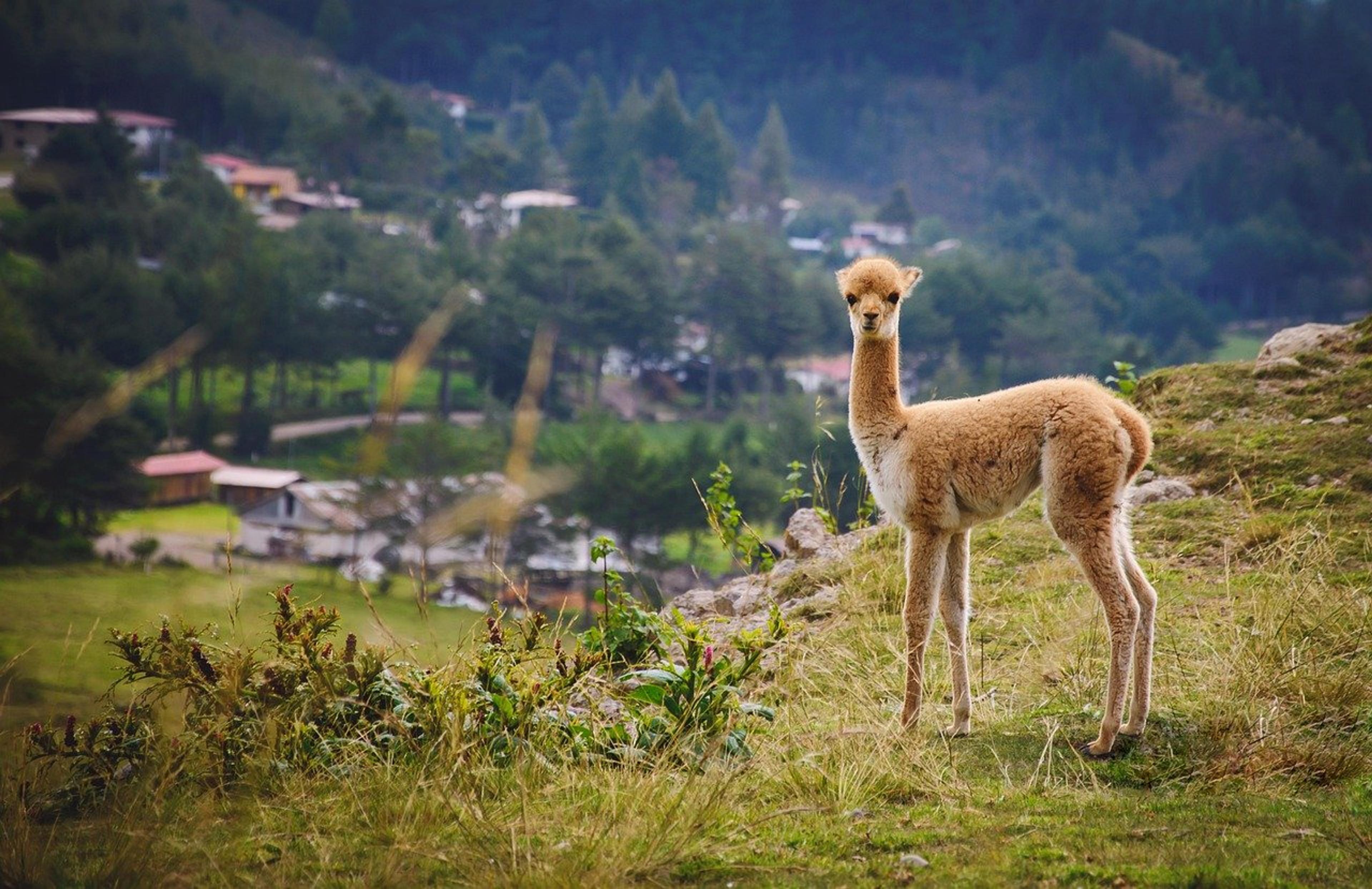south america, vicuna, animal, wildlife, mammal, fauna, wilderness, nature, cajamarca, perú,
