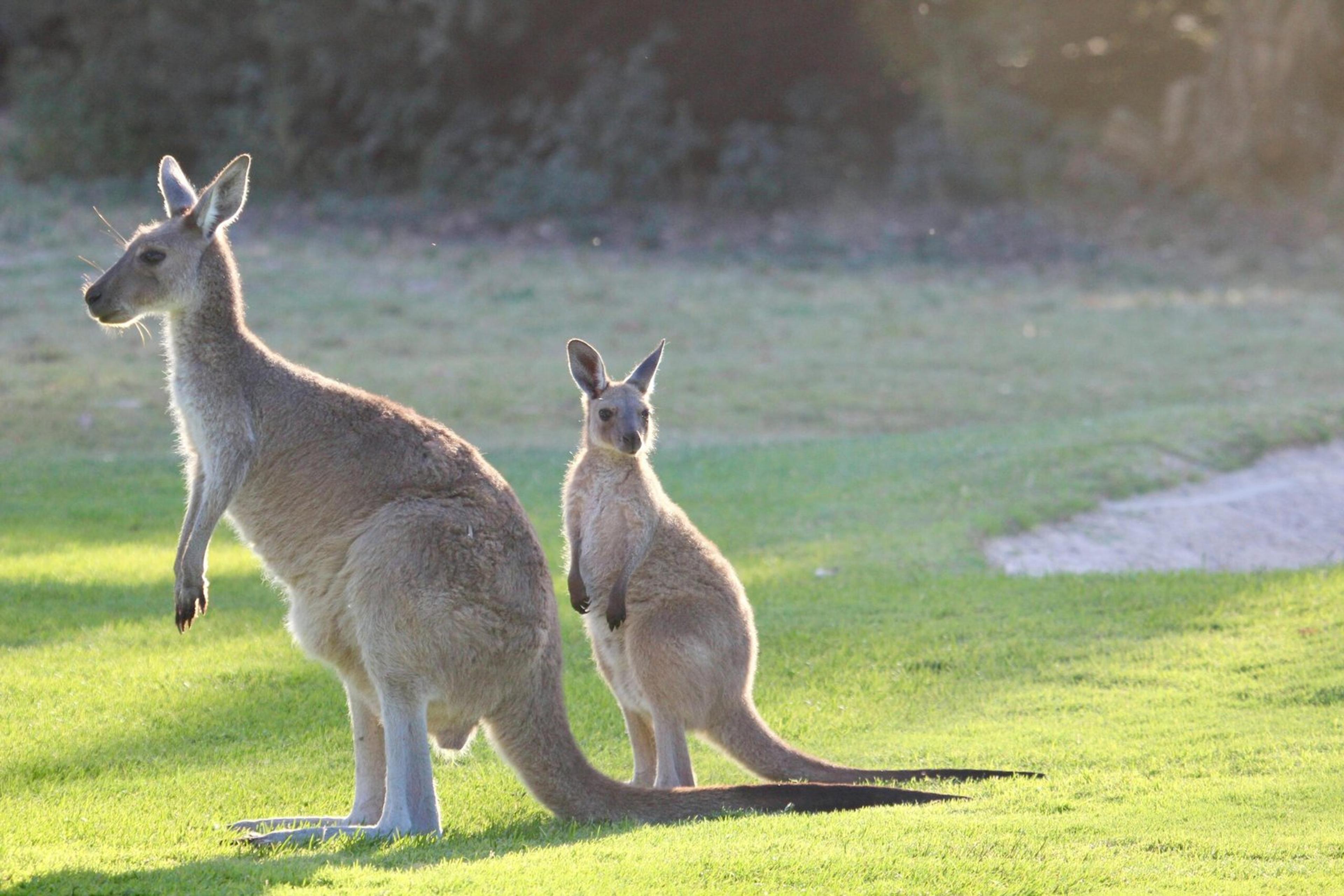 A kangaroo and its joey enjoying the outdoors at Victor Harbor, Australia.